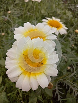 MarigoldPlants photo